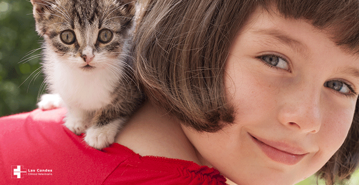 Amor Felino: ¿Cómo estrechar lazos con tu nuevo gatito?