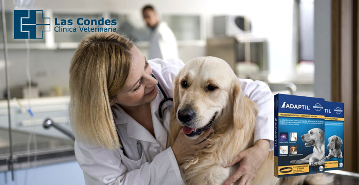 4 consejos para que tu perro vaya al veterinario tranquilo y aliviar situaciones de estrés.