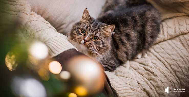 Desafío Navidad 2015: Gato v/s Árbol de Pascua