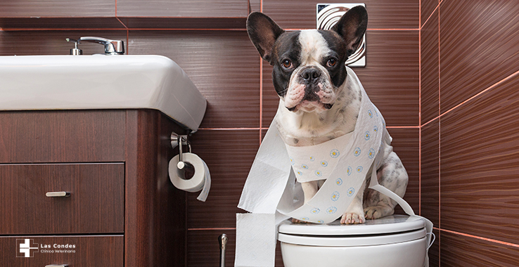Tips para enseñarle a tu perro a ir al baño 