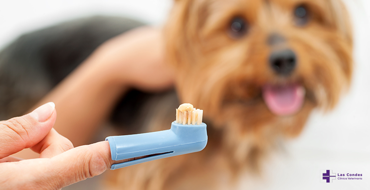 6 pasos para cepillarle los dientes a tu mascota