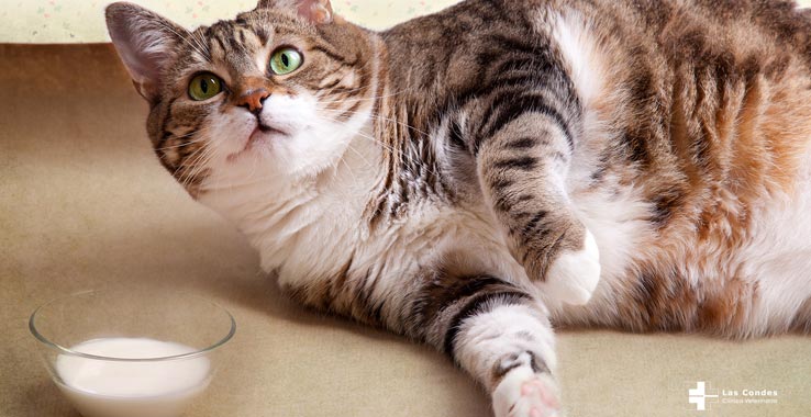 ¿Qué hacer cuando tu gato está con sobrepeso?