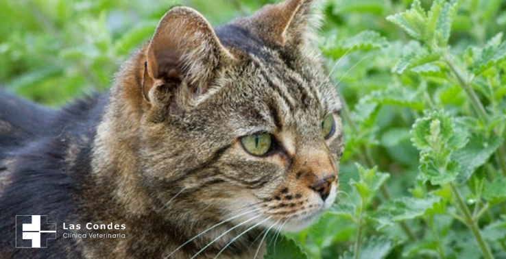 Catnip, la hierba que vuelve locos a nuestros gatos