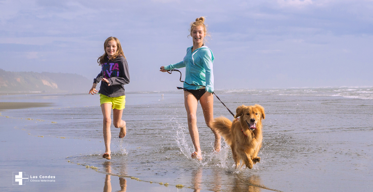 9 Tips para ir a la playa con tu perro