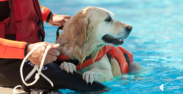 Consejos para que tu perro aprenda a nadar este verano