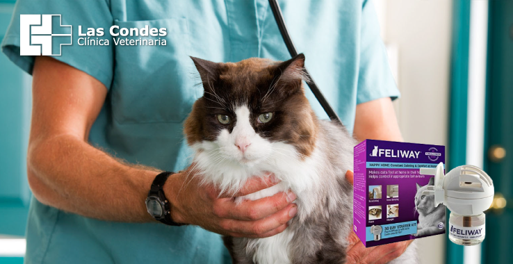 8 tips para que tu gato vaya libre de estrés al veterinario