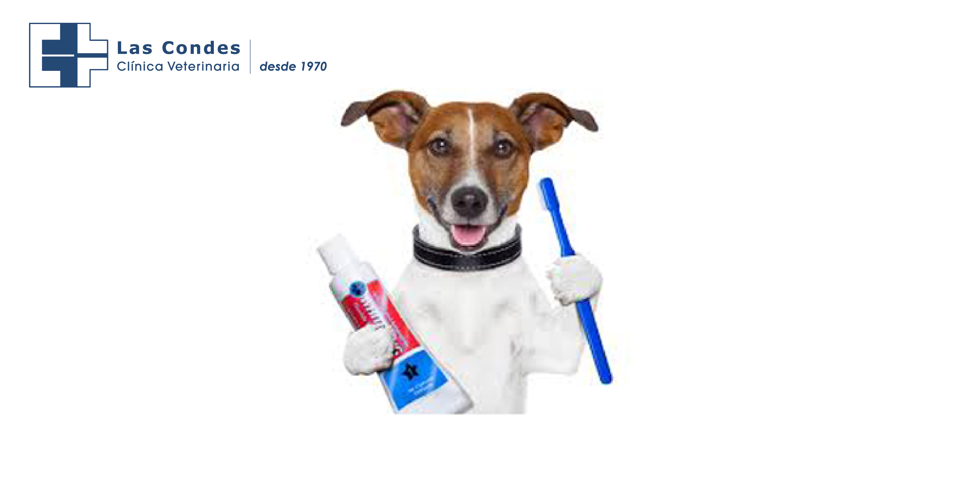 Limpieza dental de nuestras mascotas ¿es tan importante?