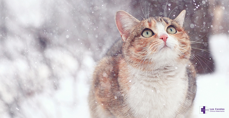 Cómo ayudar a los gatos callejeros en invierno