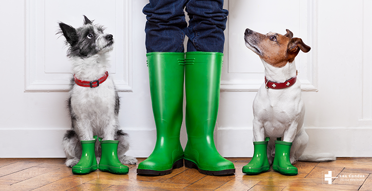 10 tips para que tu perro haga pipí rápido en la lluvia