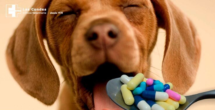 Fármacos de humanos para perros ¿es bueno para nuestro mejor amigo?