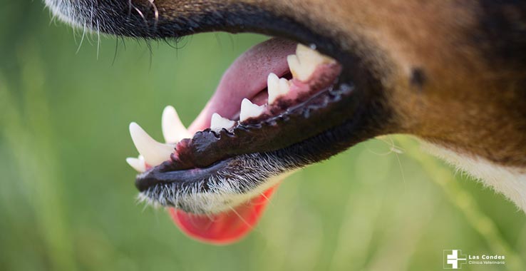 Examina las piezas dentales  y encías de tu perro en 4 simples pasos