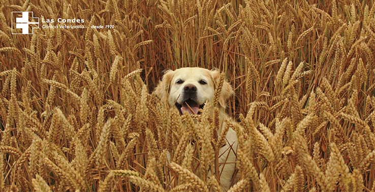 Alimentos Grain Free ganan terreno en Chile ¿son buenos para nuestras mascotas? 