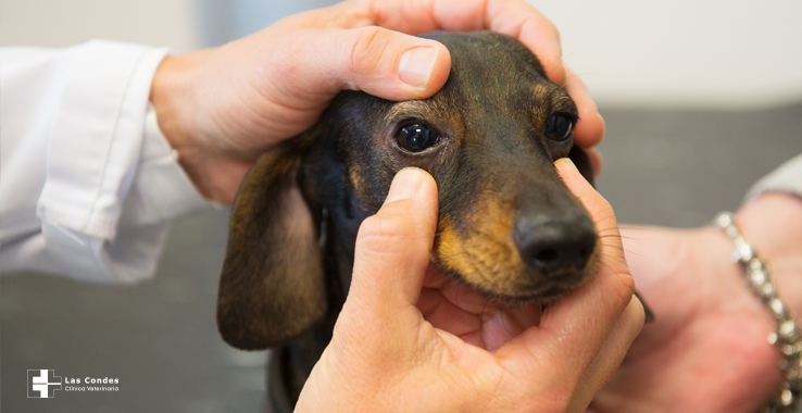 Examina y protege los ojos de tu perro en 9 simples pasos